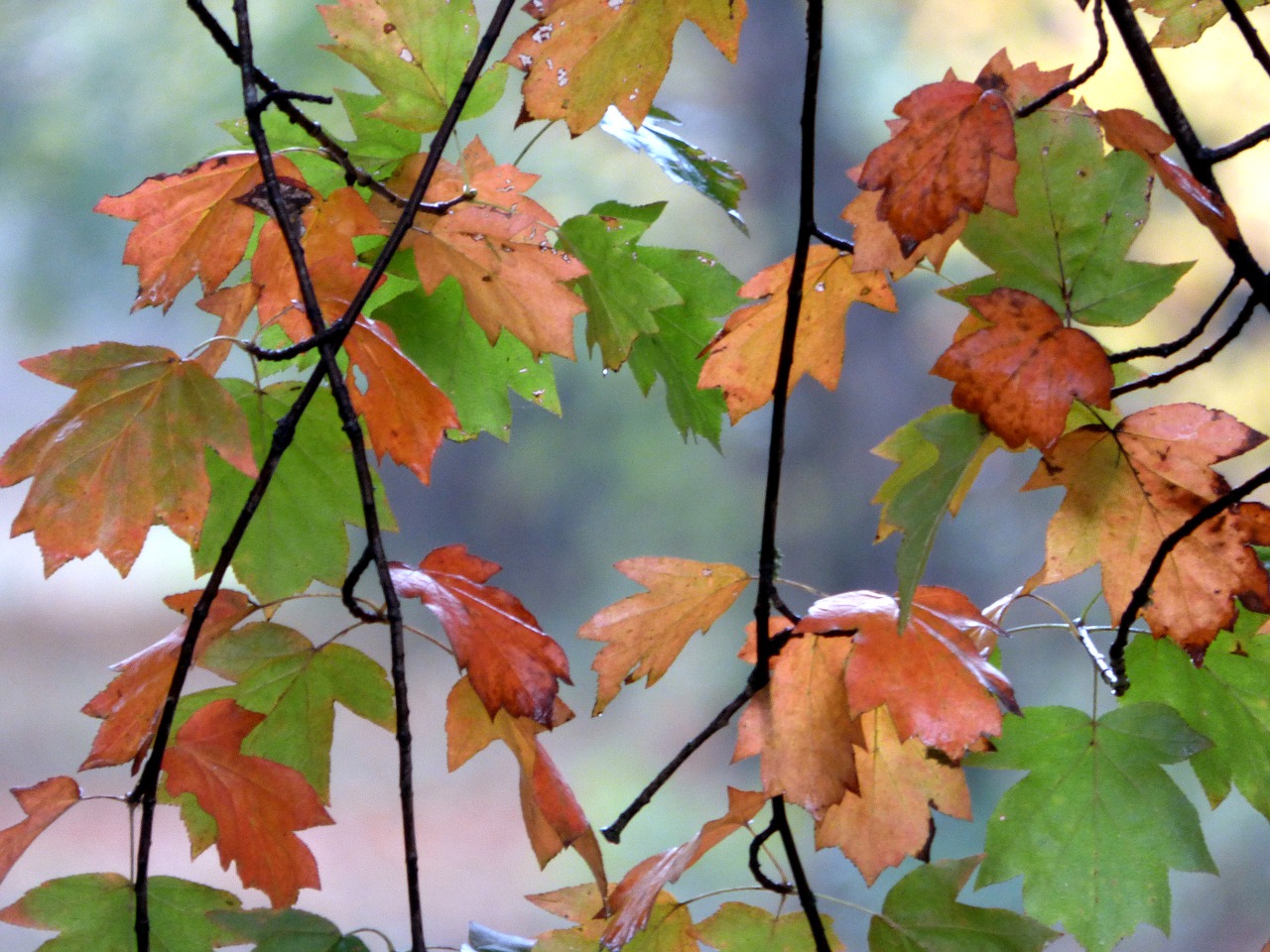 fall leaves colors free photo