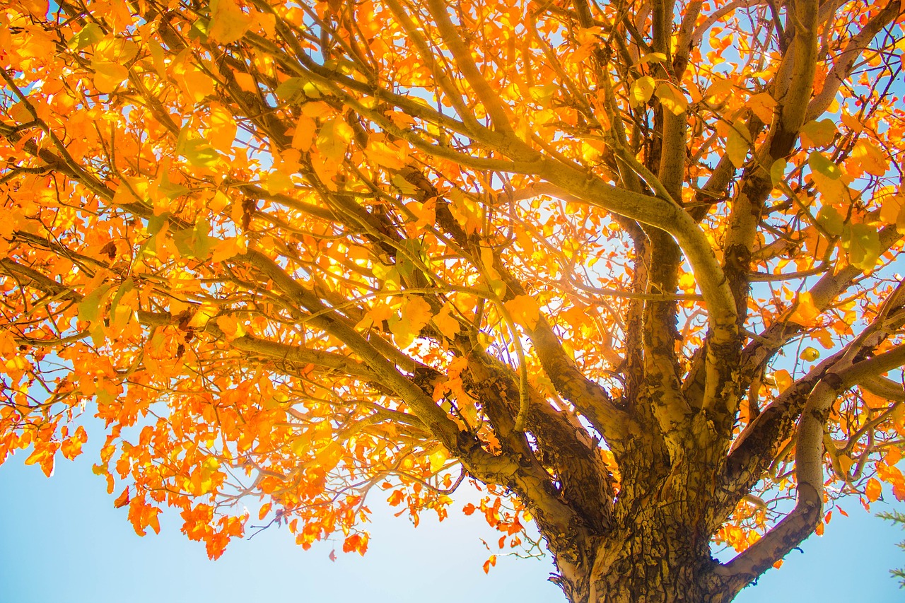 fall tree sky free photo