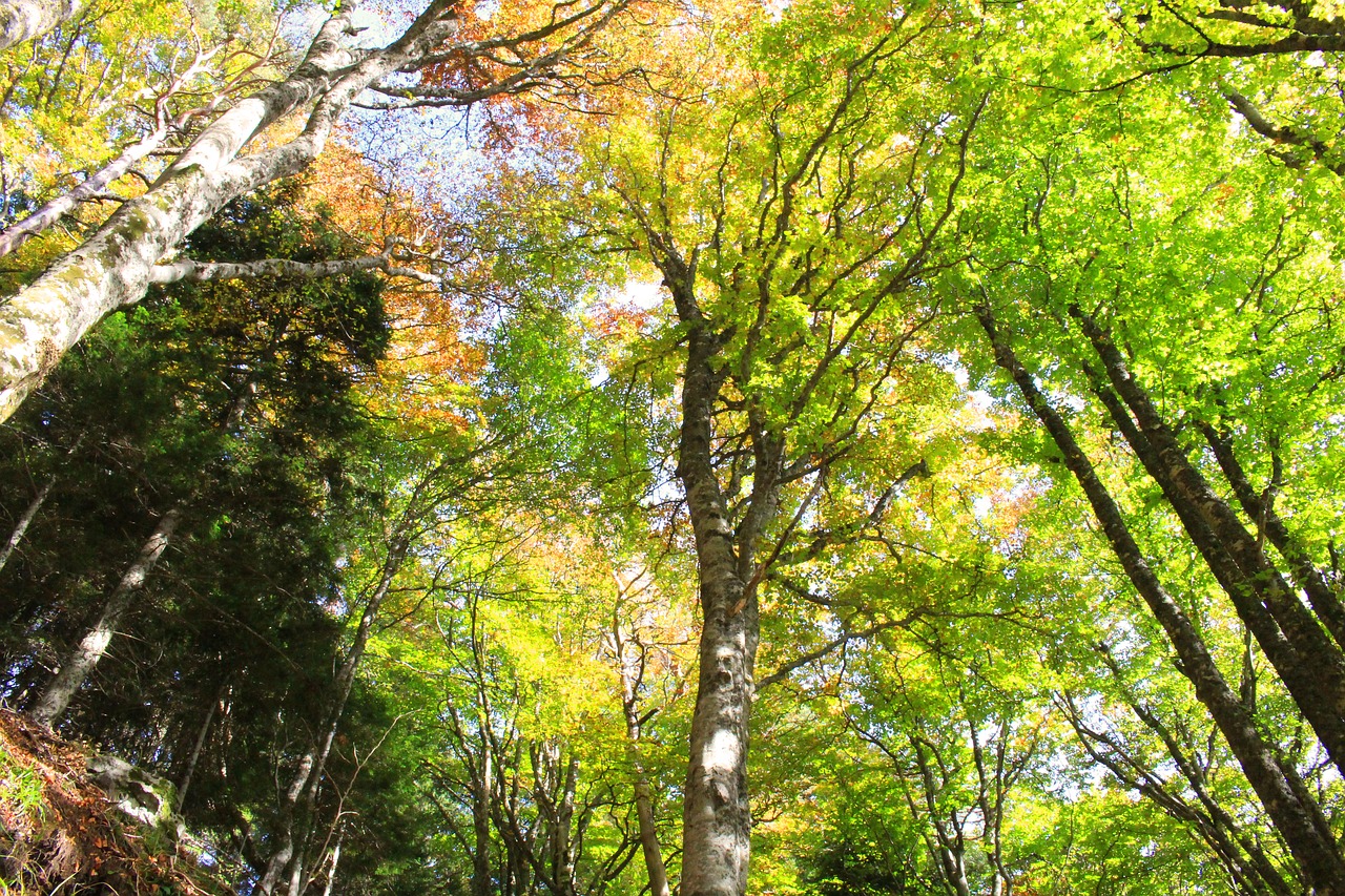 fall tree color free photo
