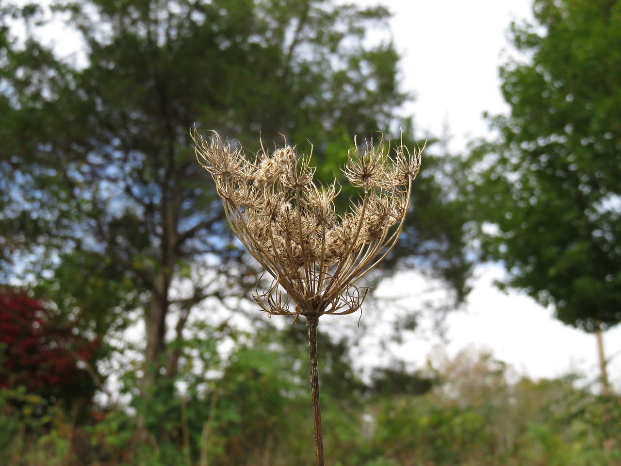 fall plant autumn free photo