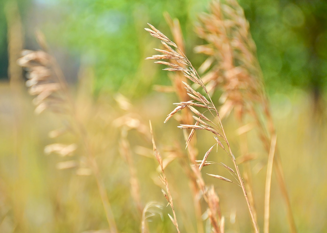 fall grass autumn free photo