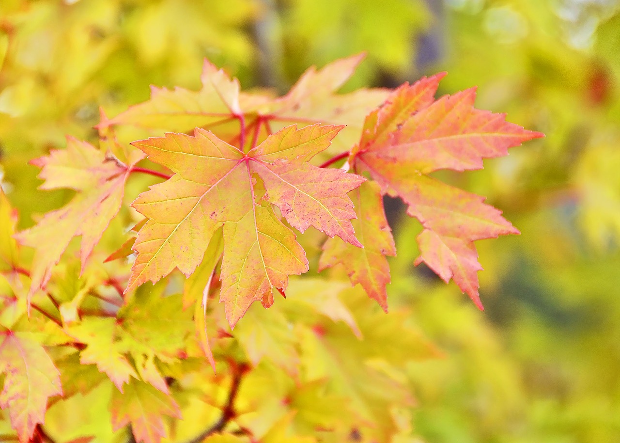 fall autumn leaves free photo