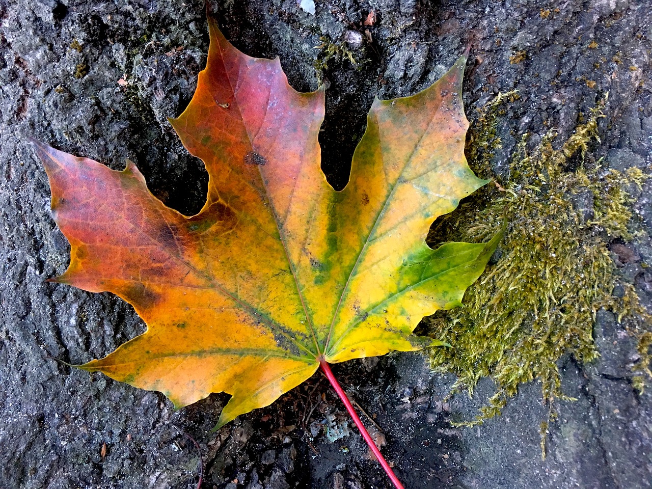 fall leaf fall leaves free photo