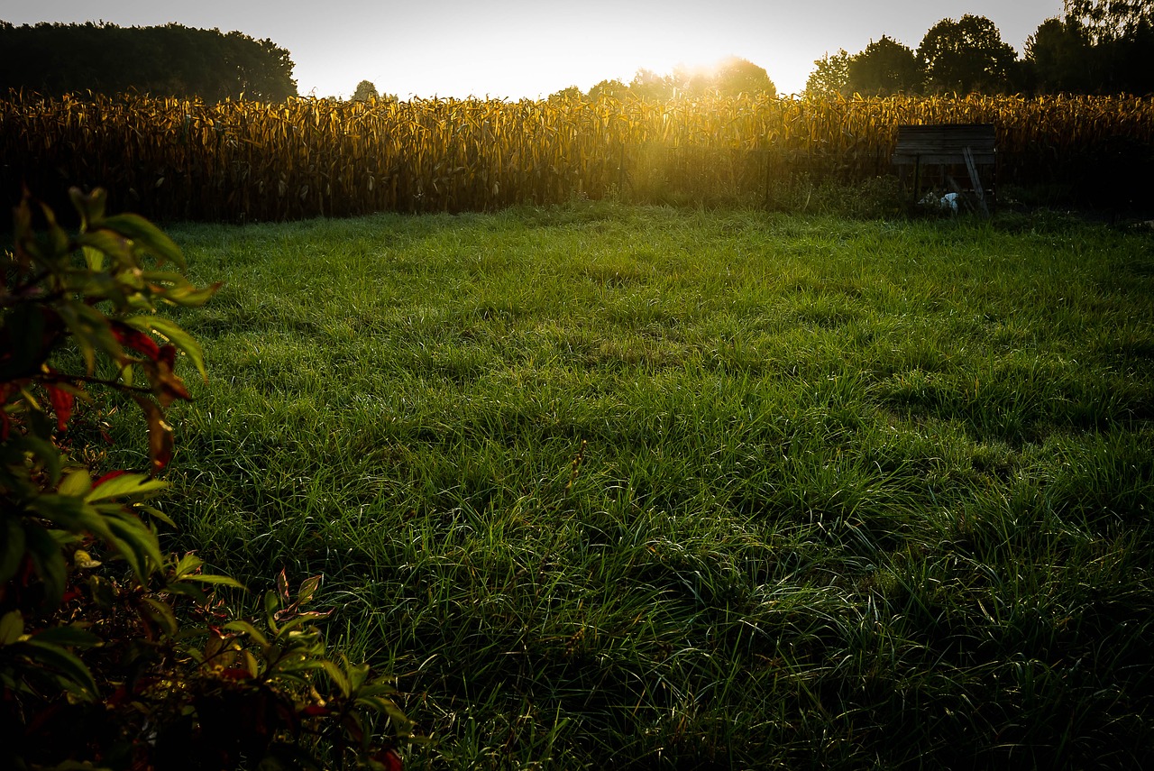 fall corn grass free photo