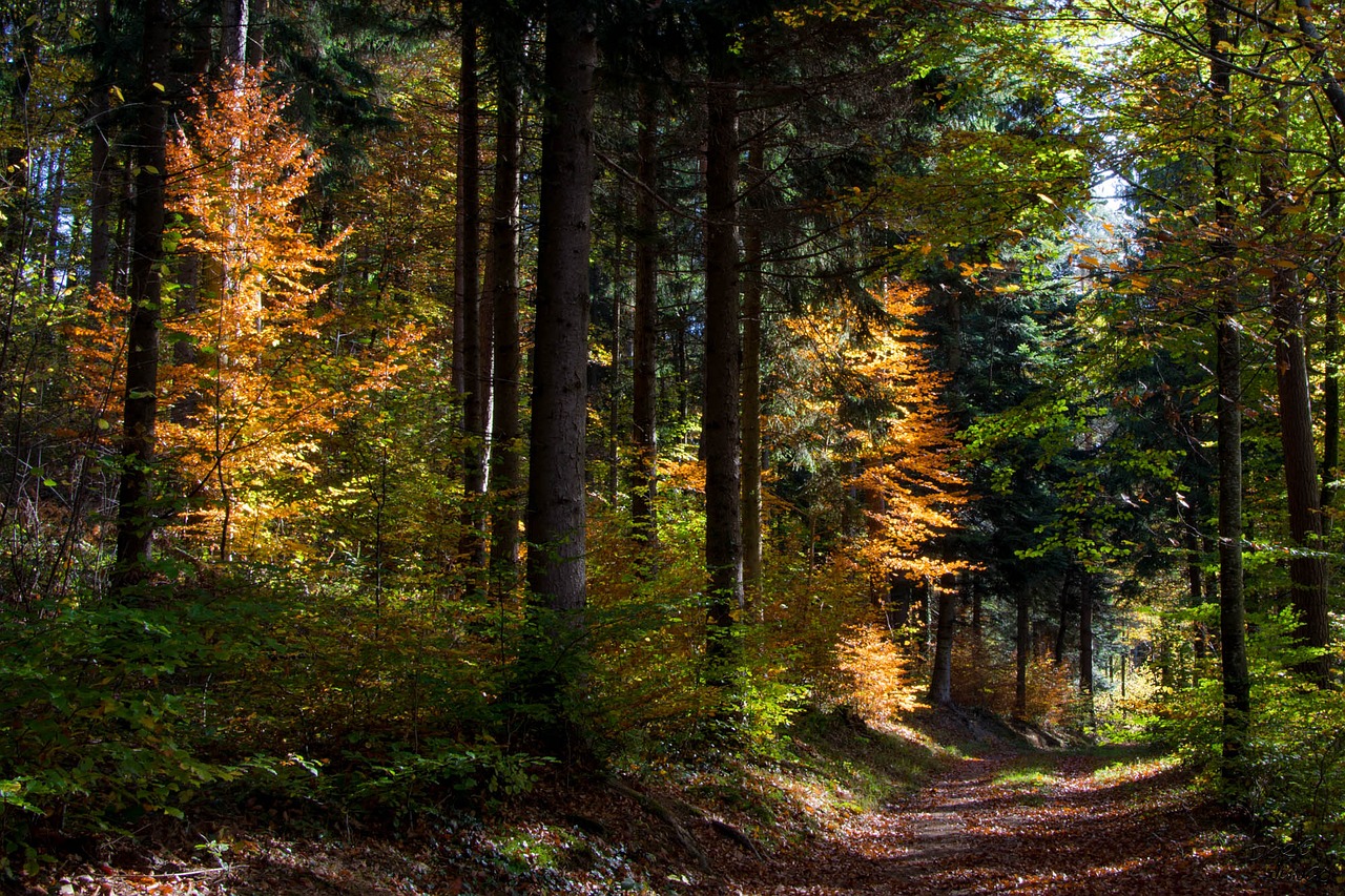 fall forest trees free photo