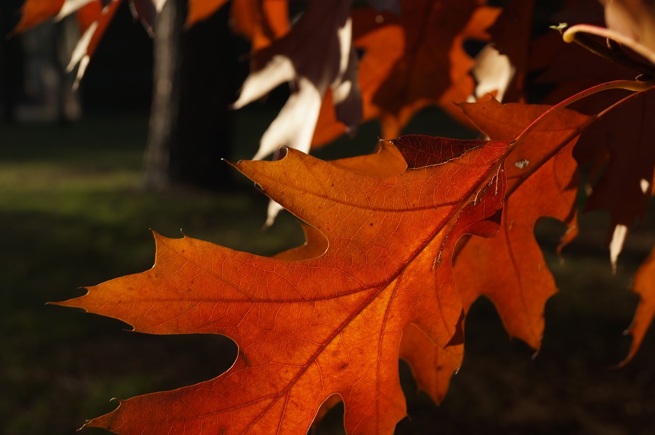 fall leaves autumn free photo