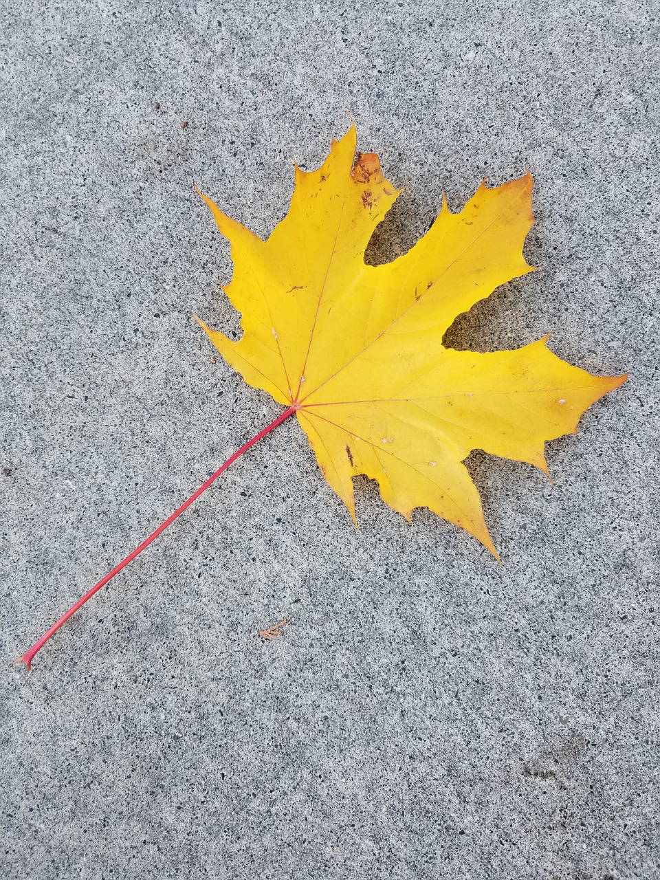 fall leaf nature free photo