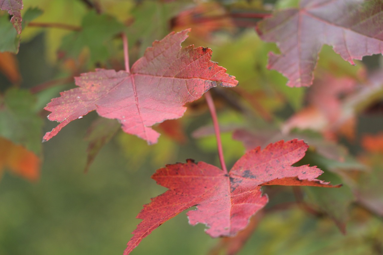 fall leaves foliage free photo