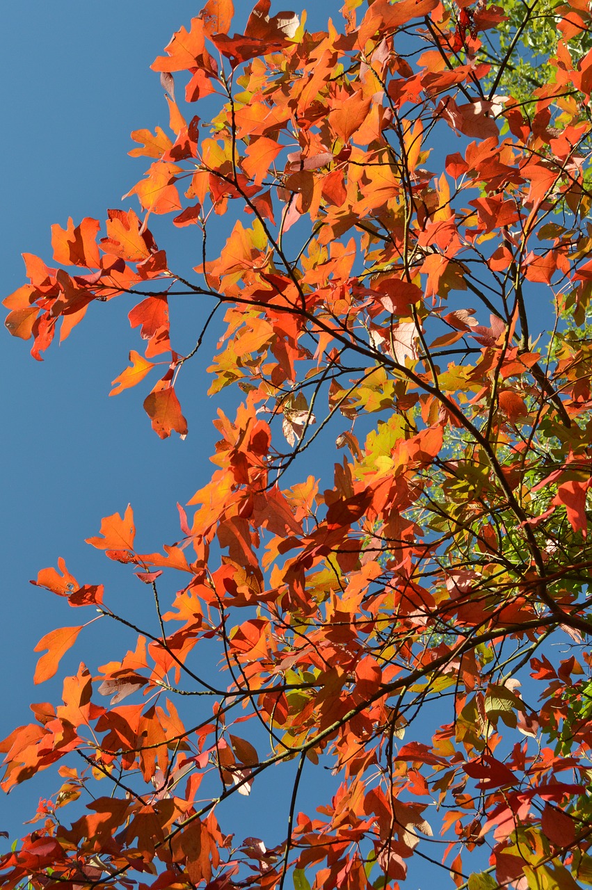 fall tree foliage free photo