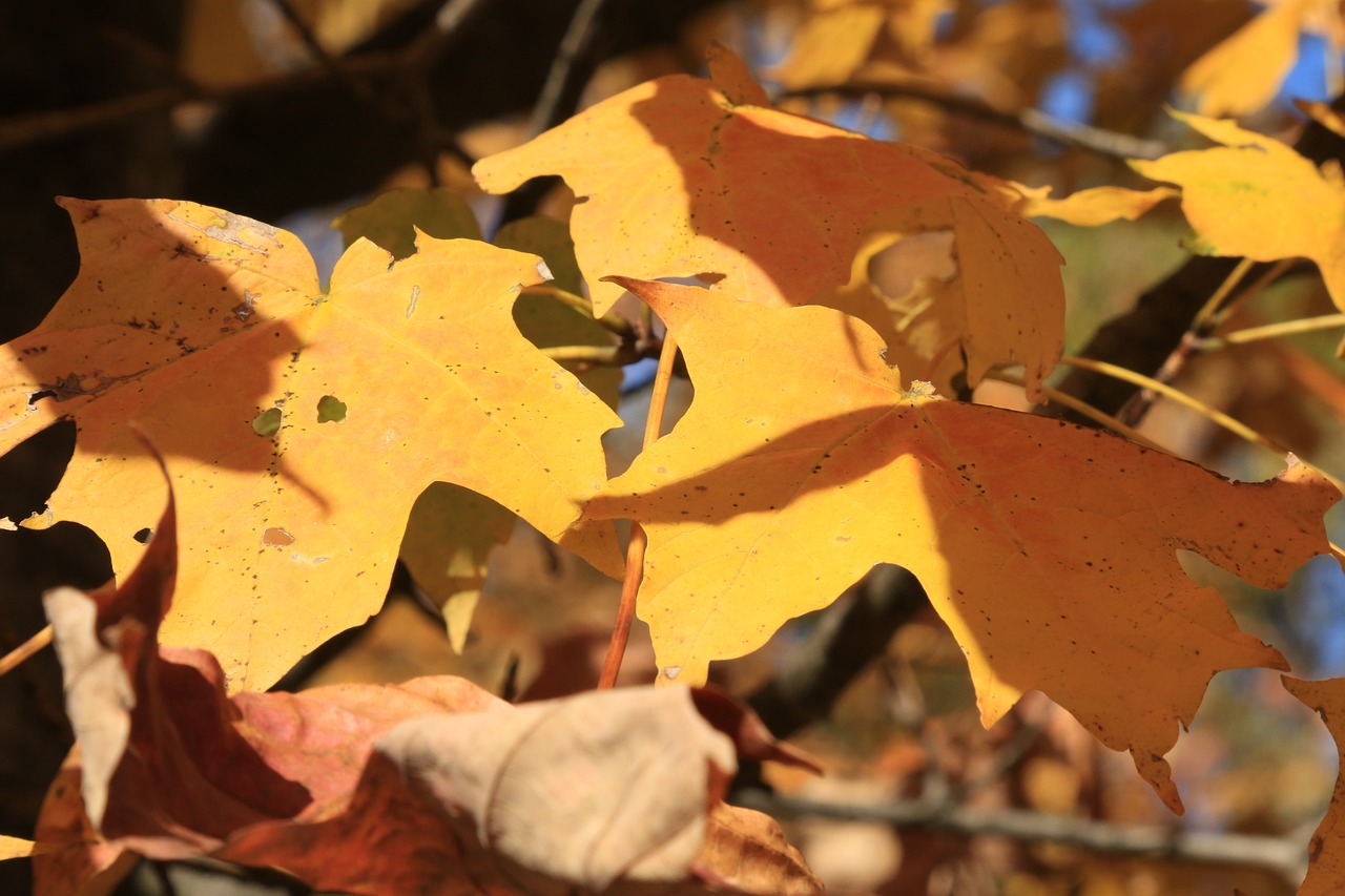 fall leaves autumn free photo