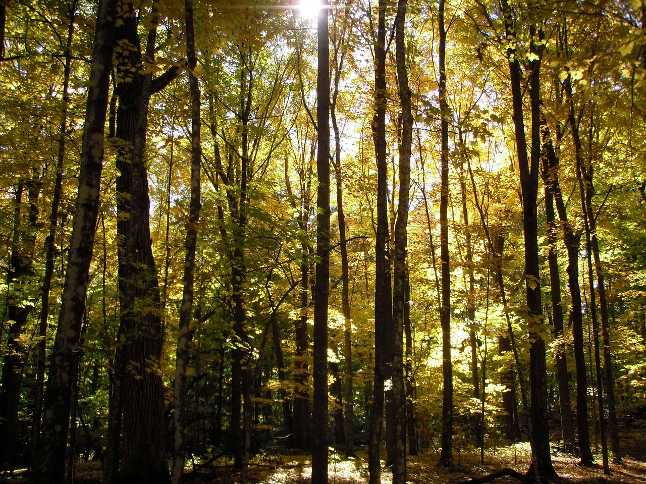 fall forest sunlight free photo