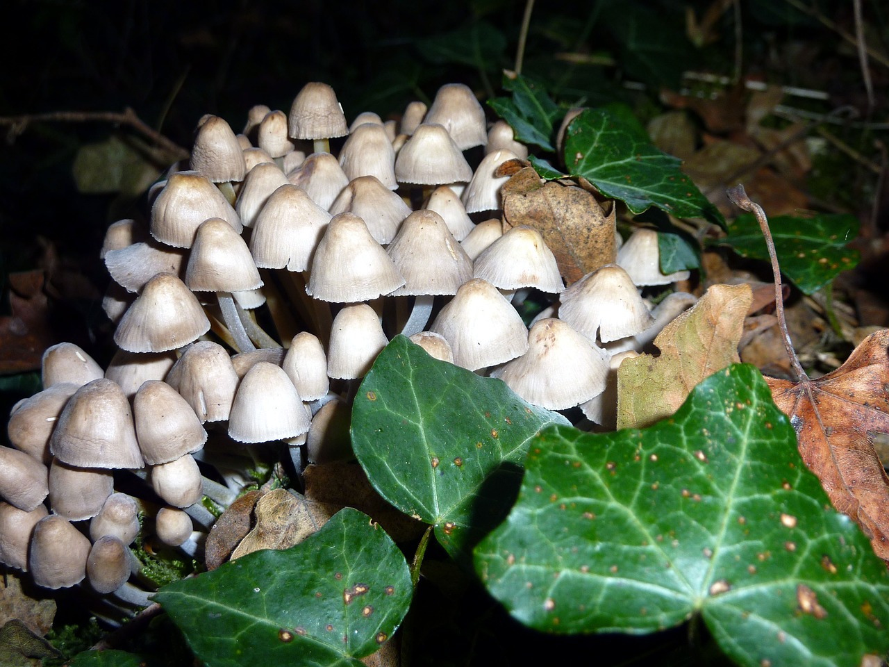 fall mushrooms whites free photo