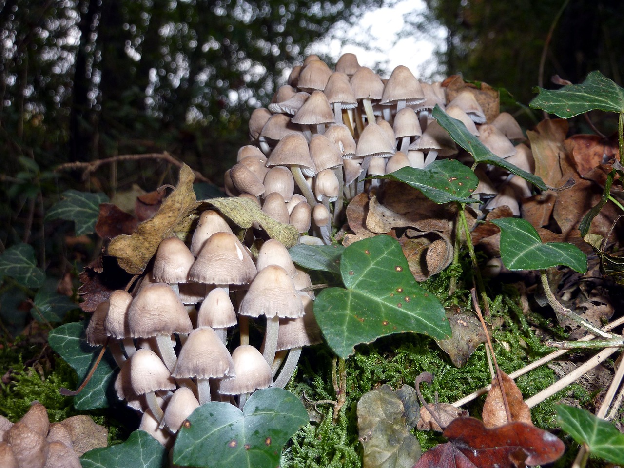 fall mushrooms group free photo