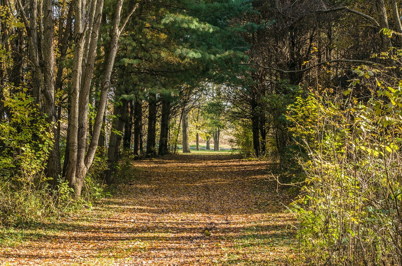 fall woods autumn free photo