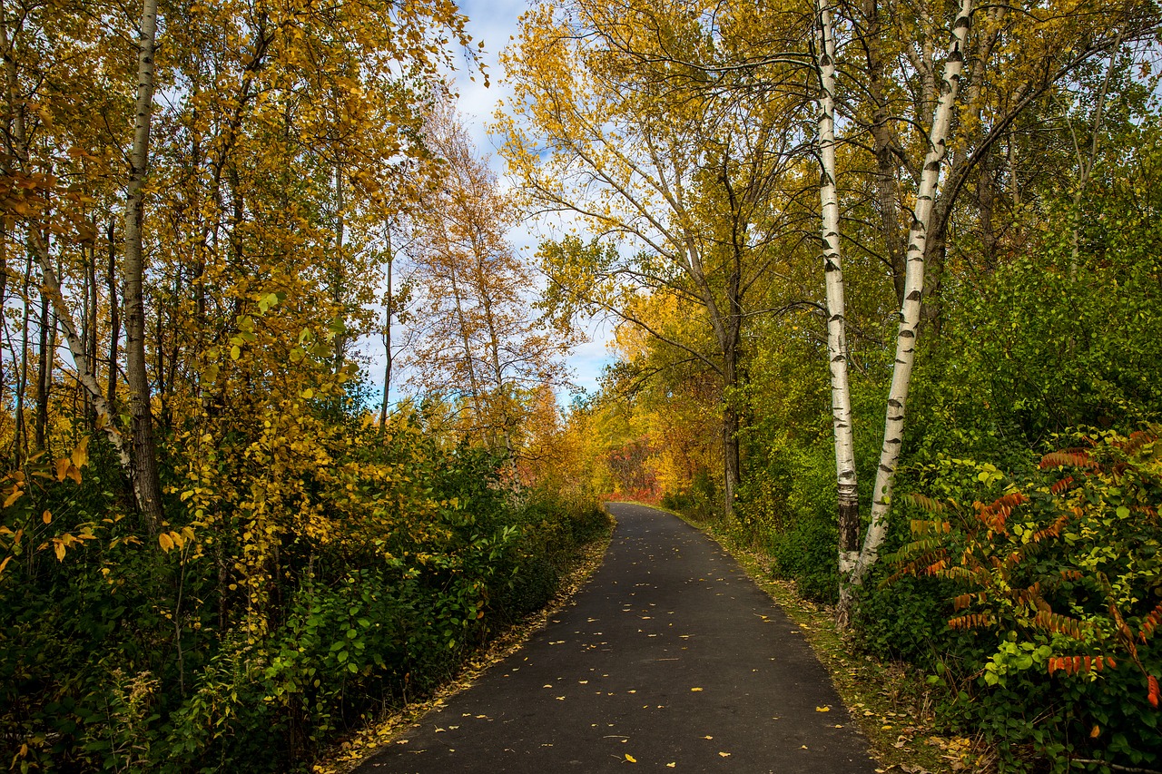 fall foliage leaves free photo