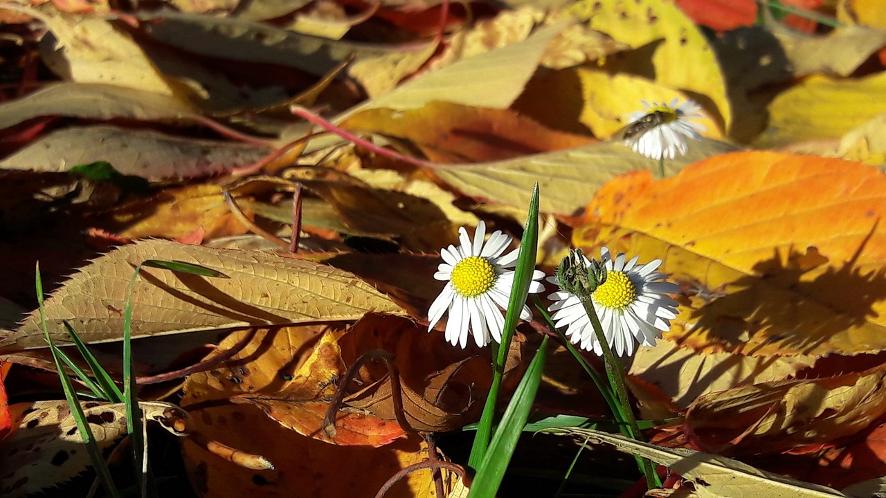 fall flower colors free photo