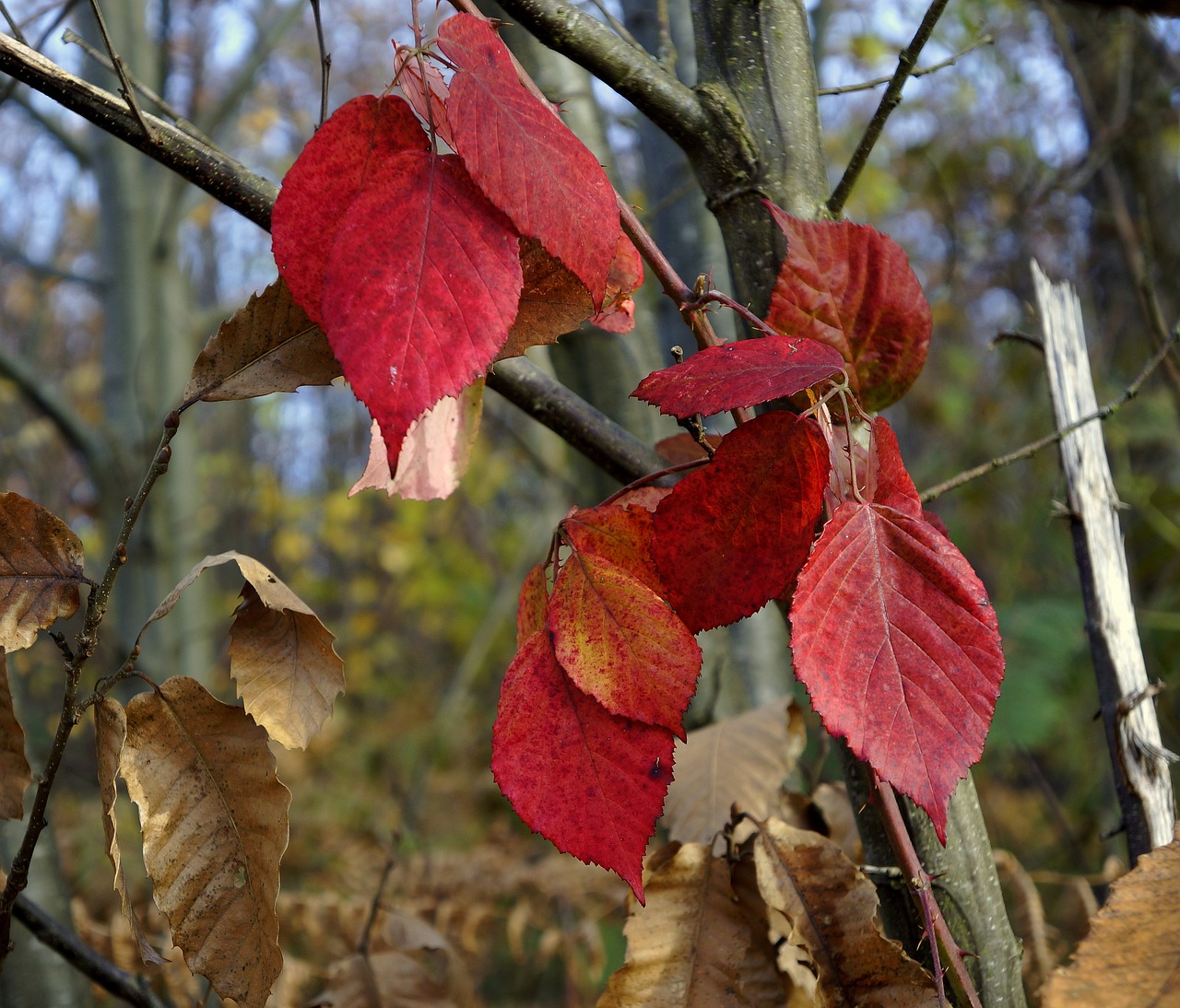 fall leaves brambles free photo