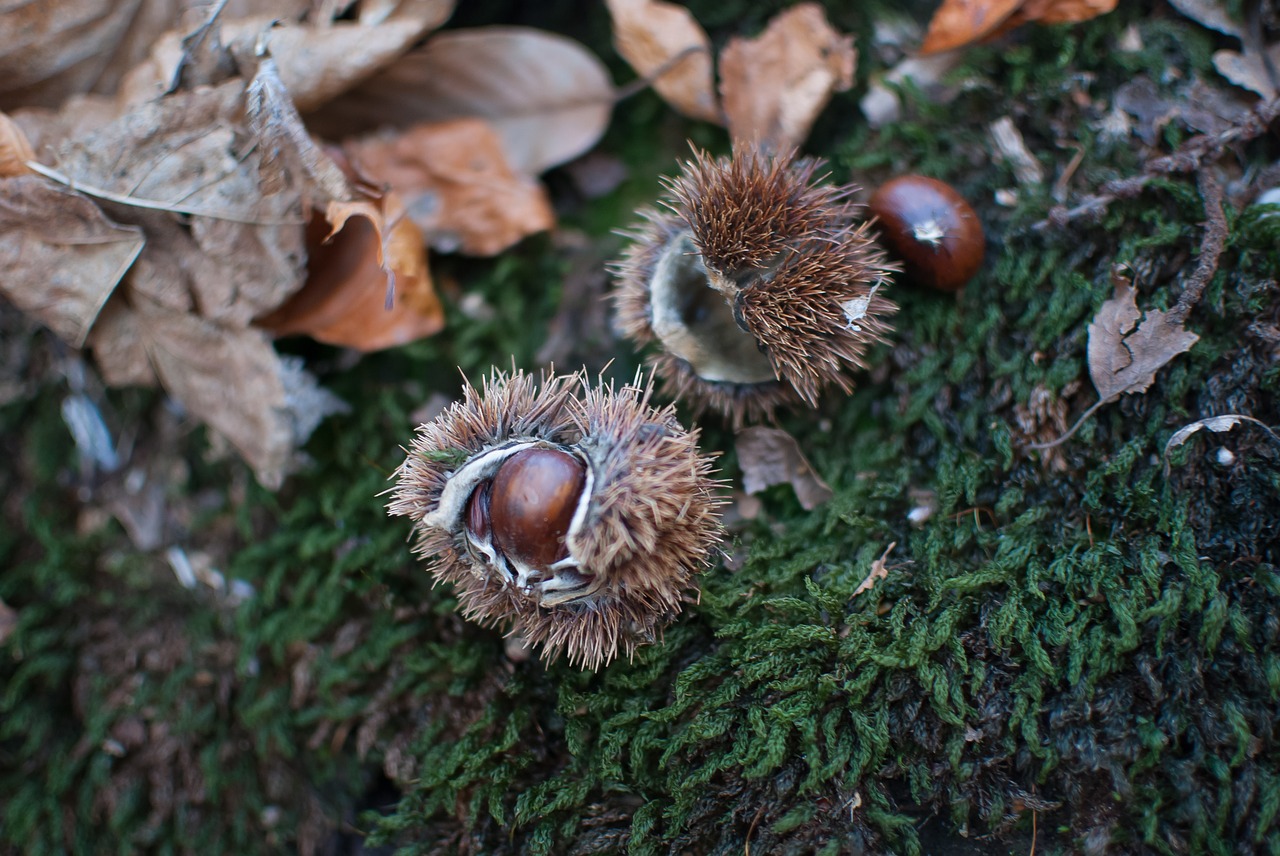 fall chestnut brown free photo