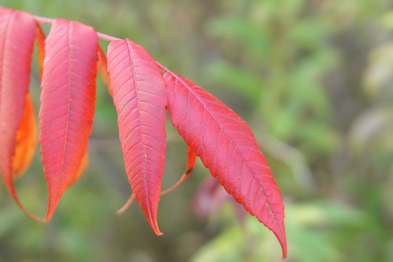 fall new england autumn free photo