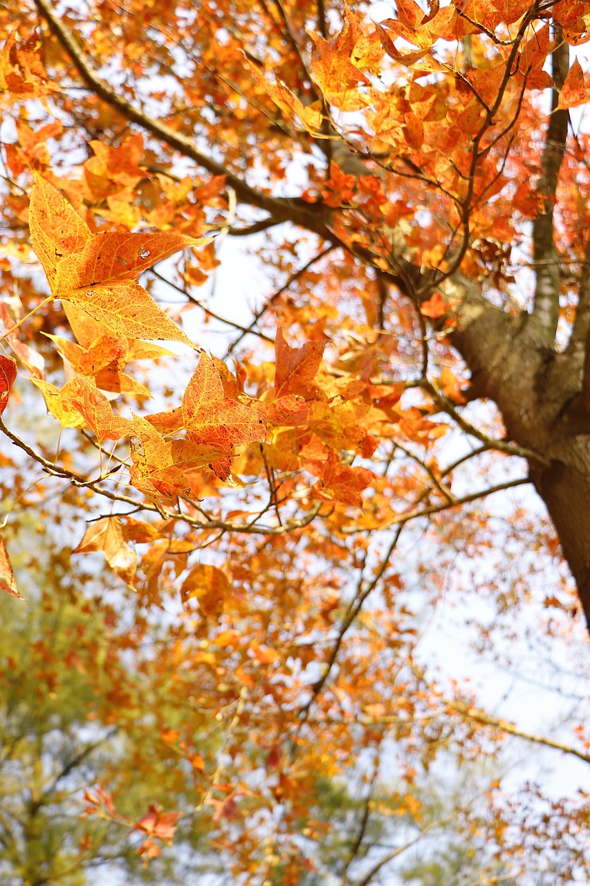 fall tree leaf free photo