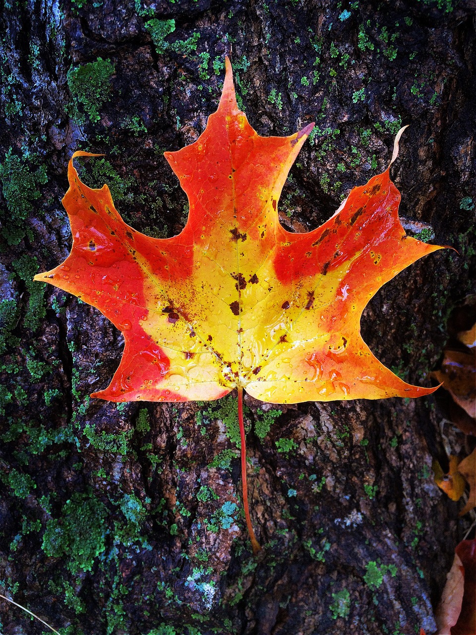 fall nature leaf free photo