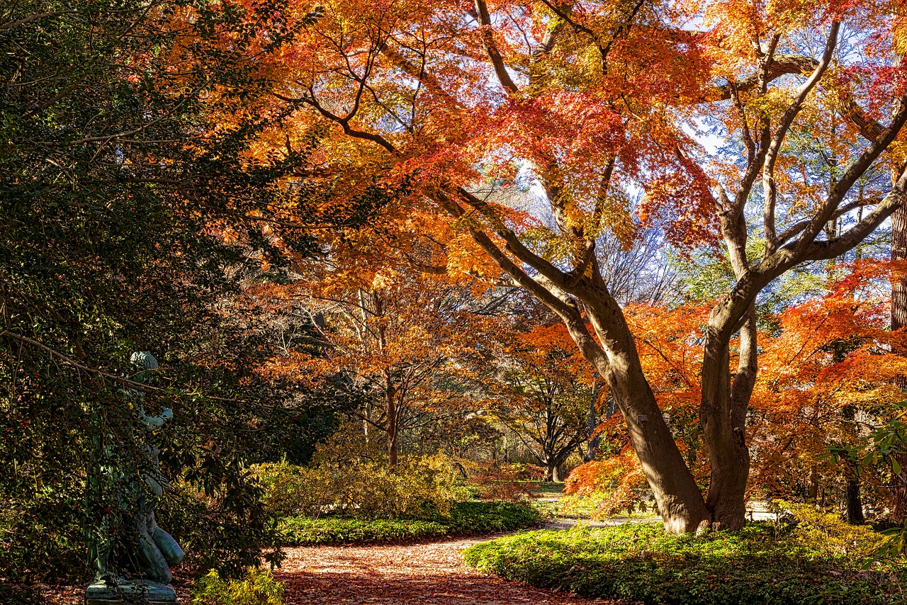 fall tree leaf free photo