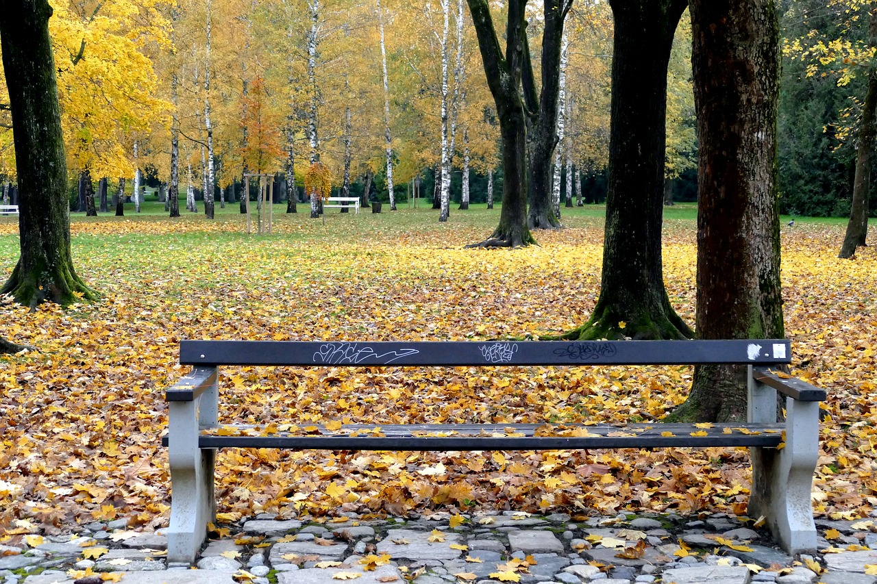 fall wood bench free photo