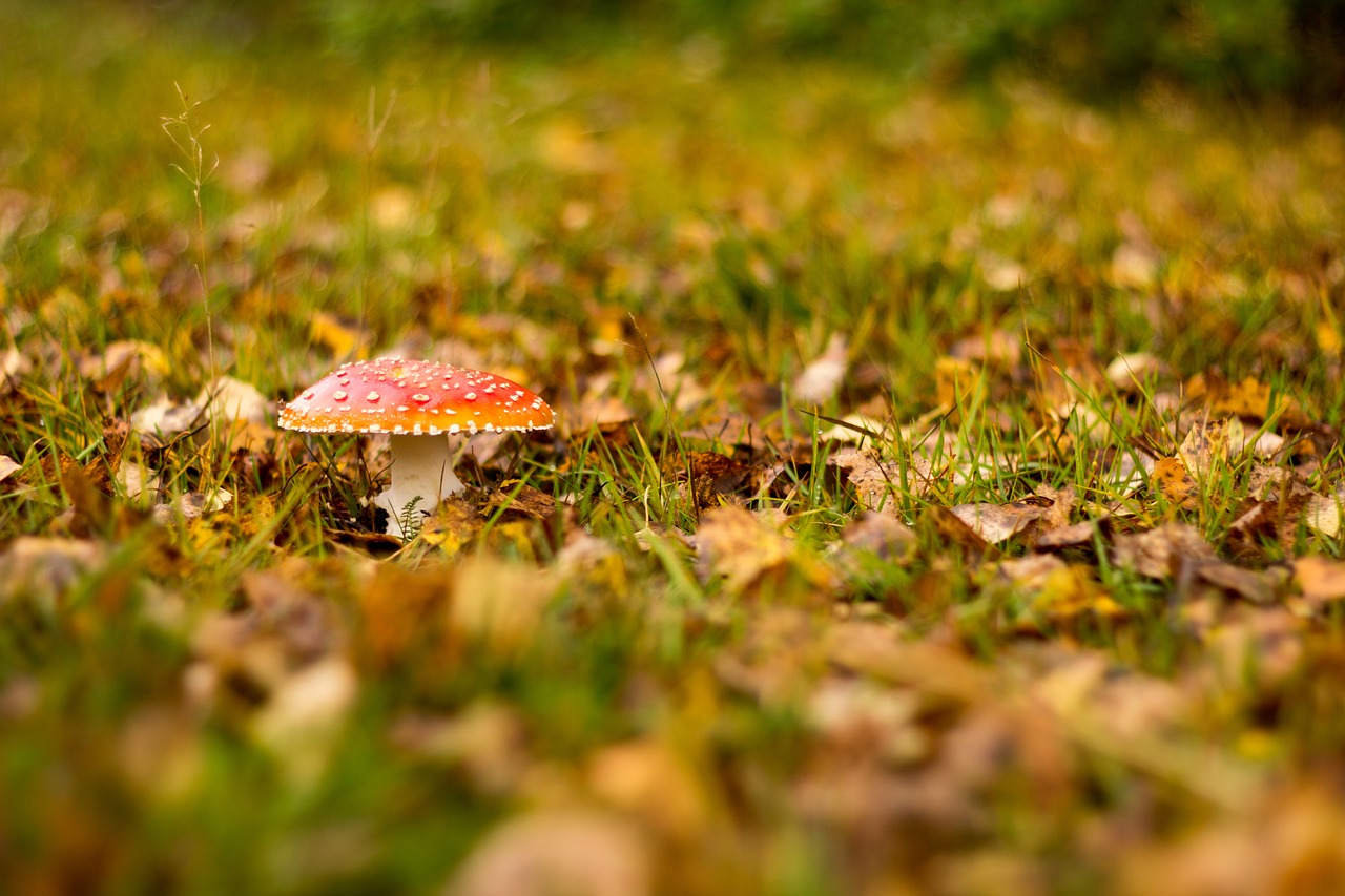 fall nature grass free photo