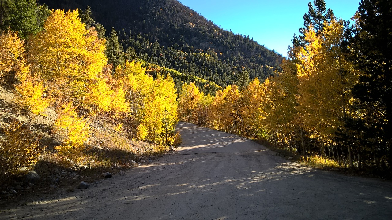 fall road tree free photo