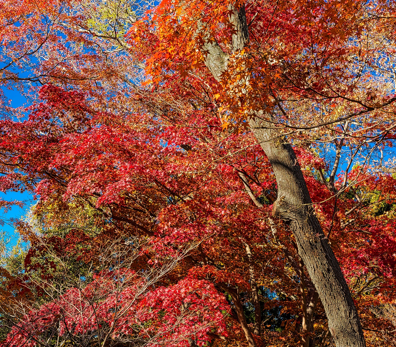 fall leaf tree free photo