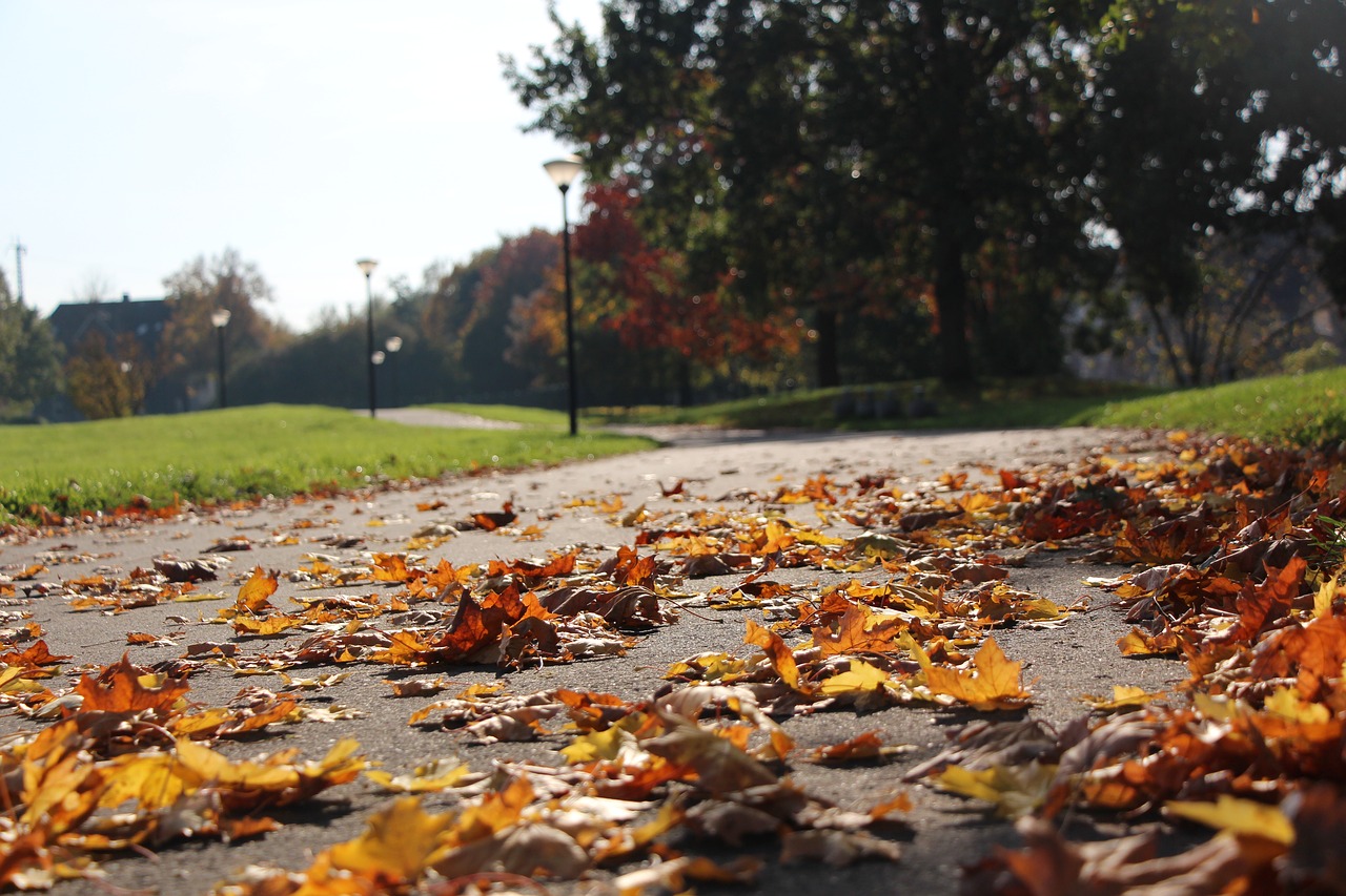 fall tree nature free photo