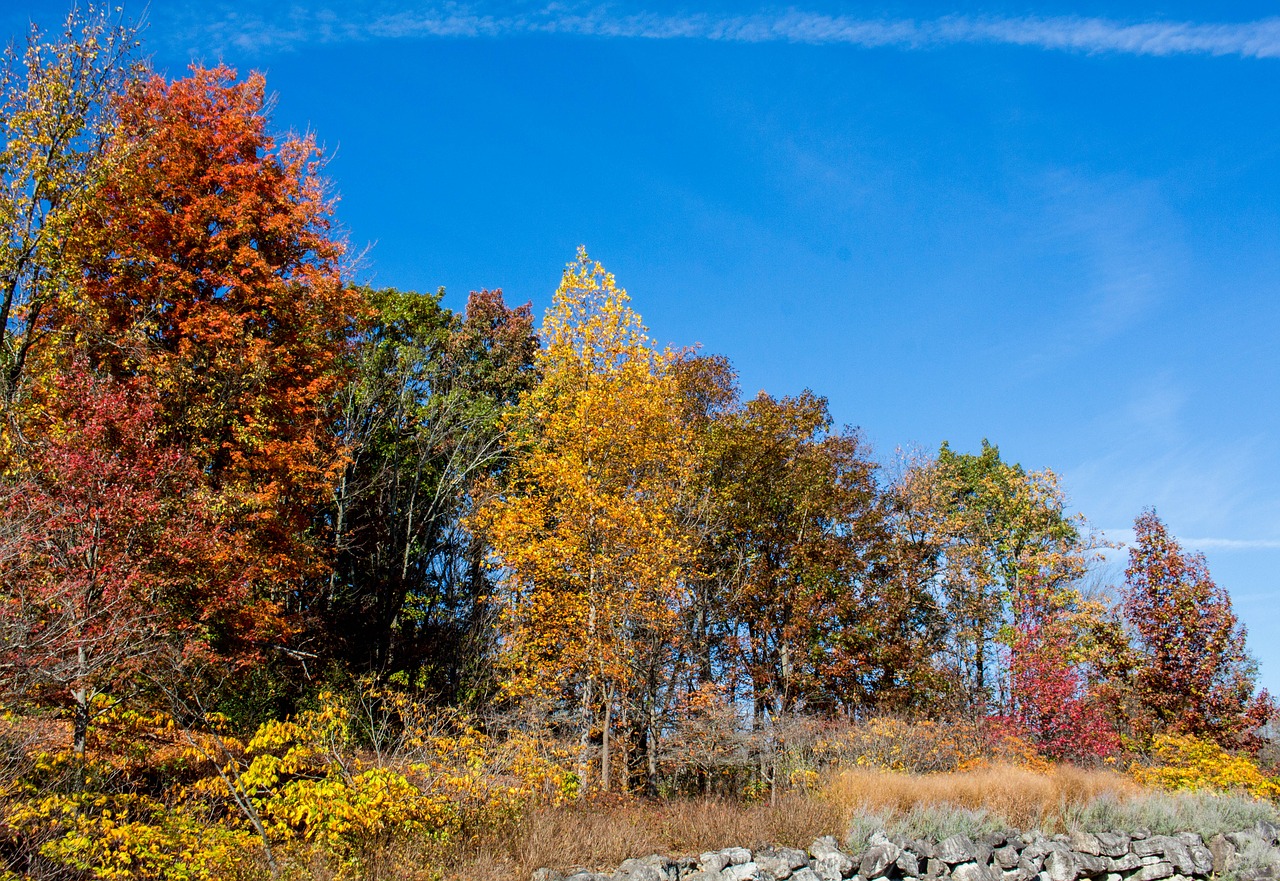 fall tree nature free photo