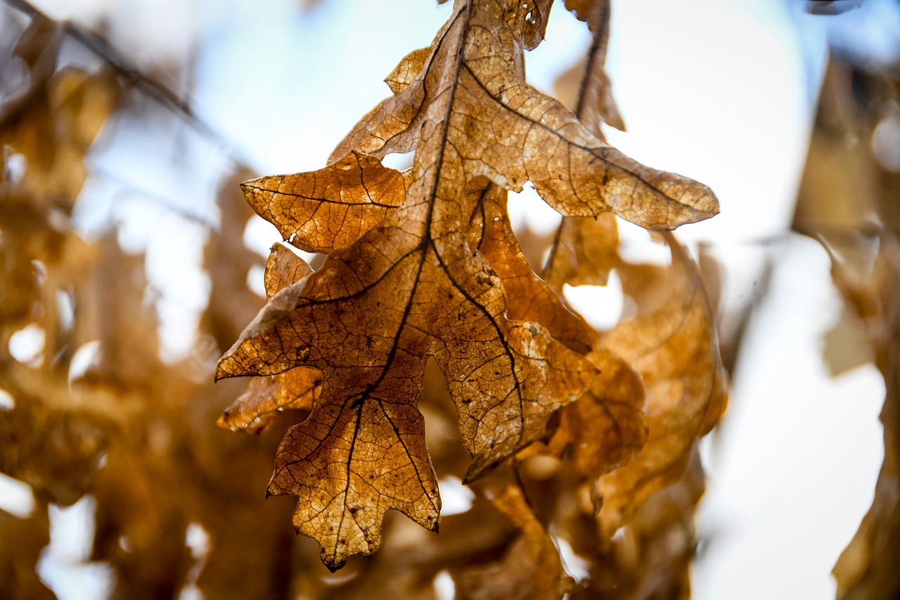 fall nature leaf free photo