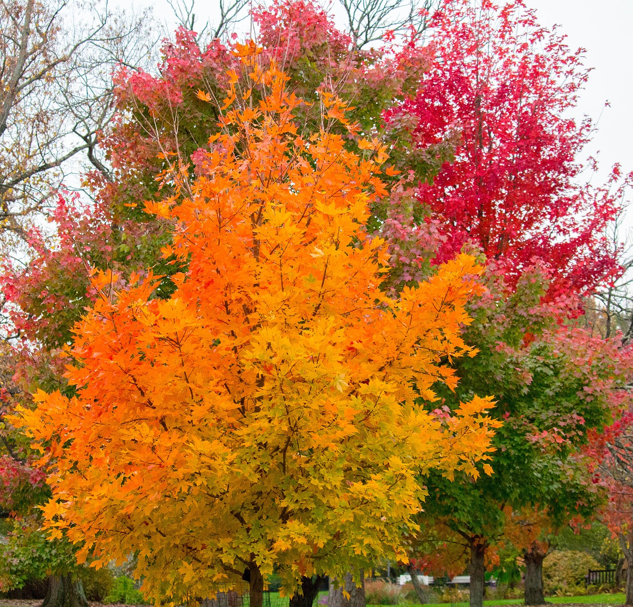 fall leaf tree free photo