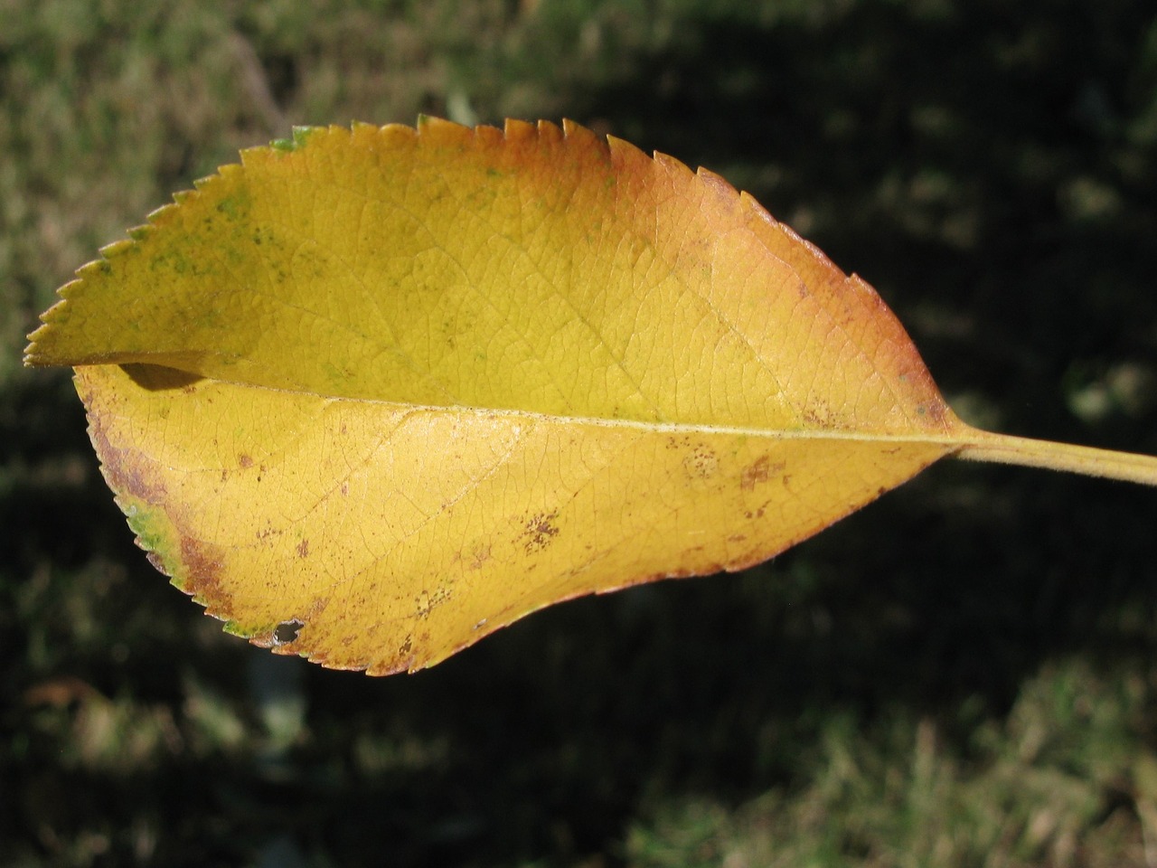 fall  nature  leaf free photo