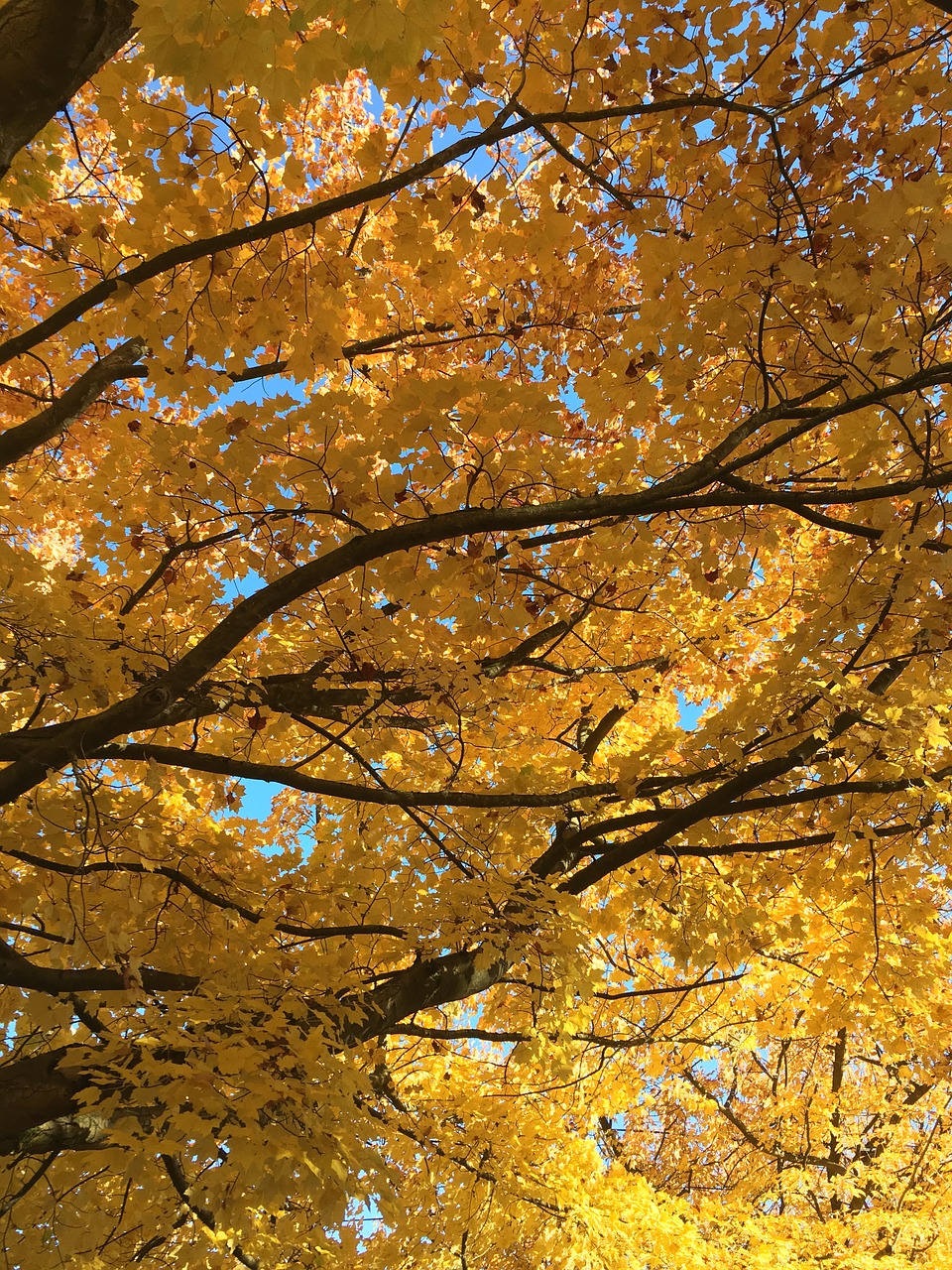 fall  tree  season free photo