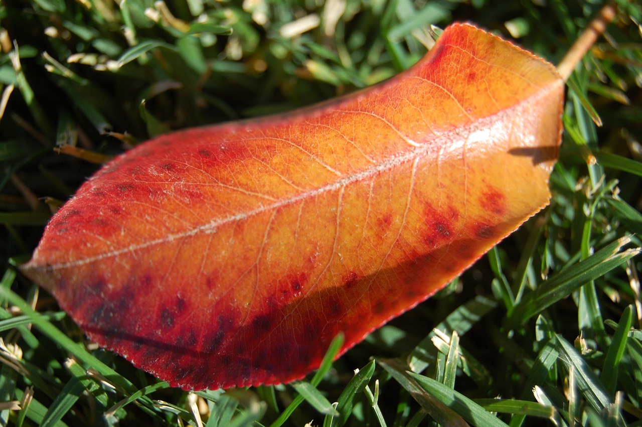 fall  autumn  leaf free photo