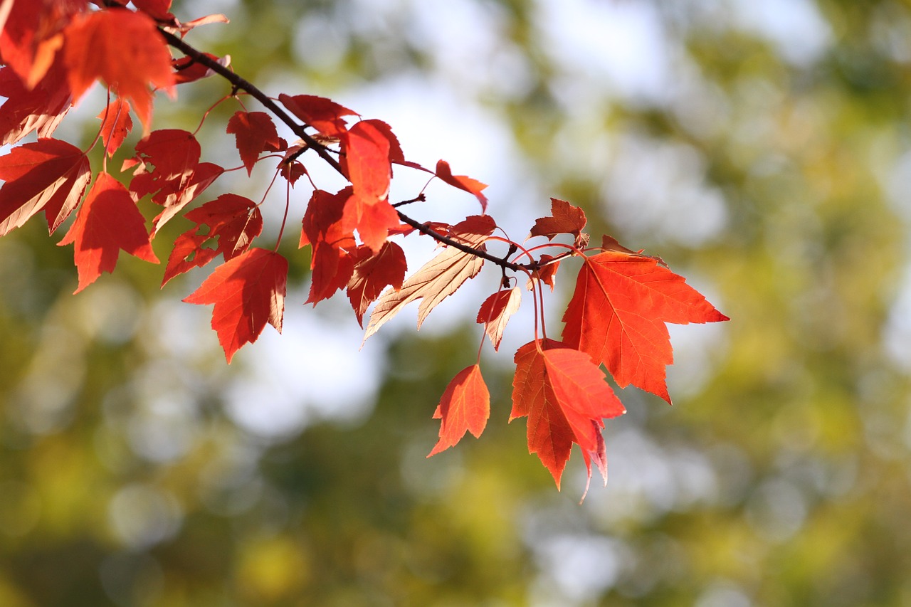 fall autumn leaves free photo