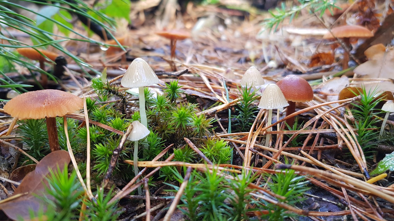 fall  mushroom  forest free photo