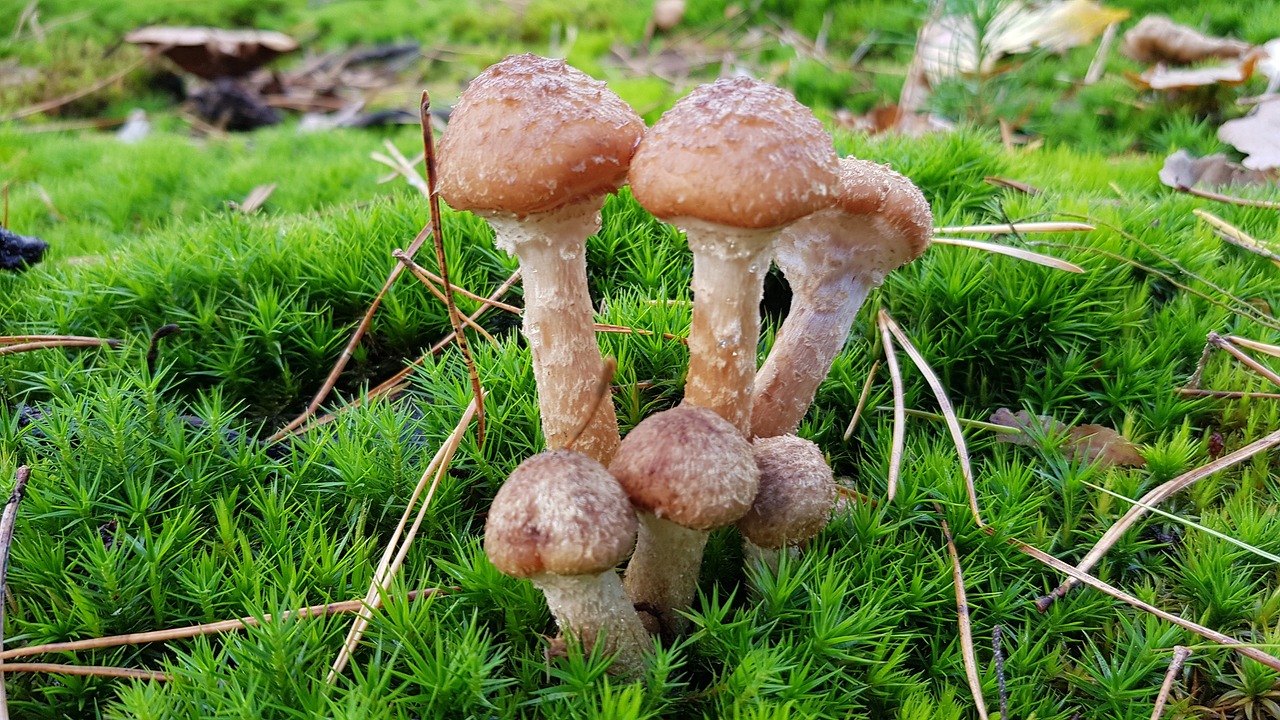 fall  mushroom  forest free photo