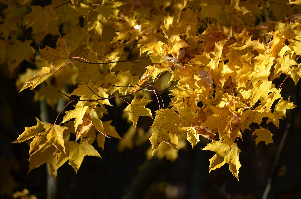 fall  autumn  yellow free photo