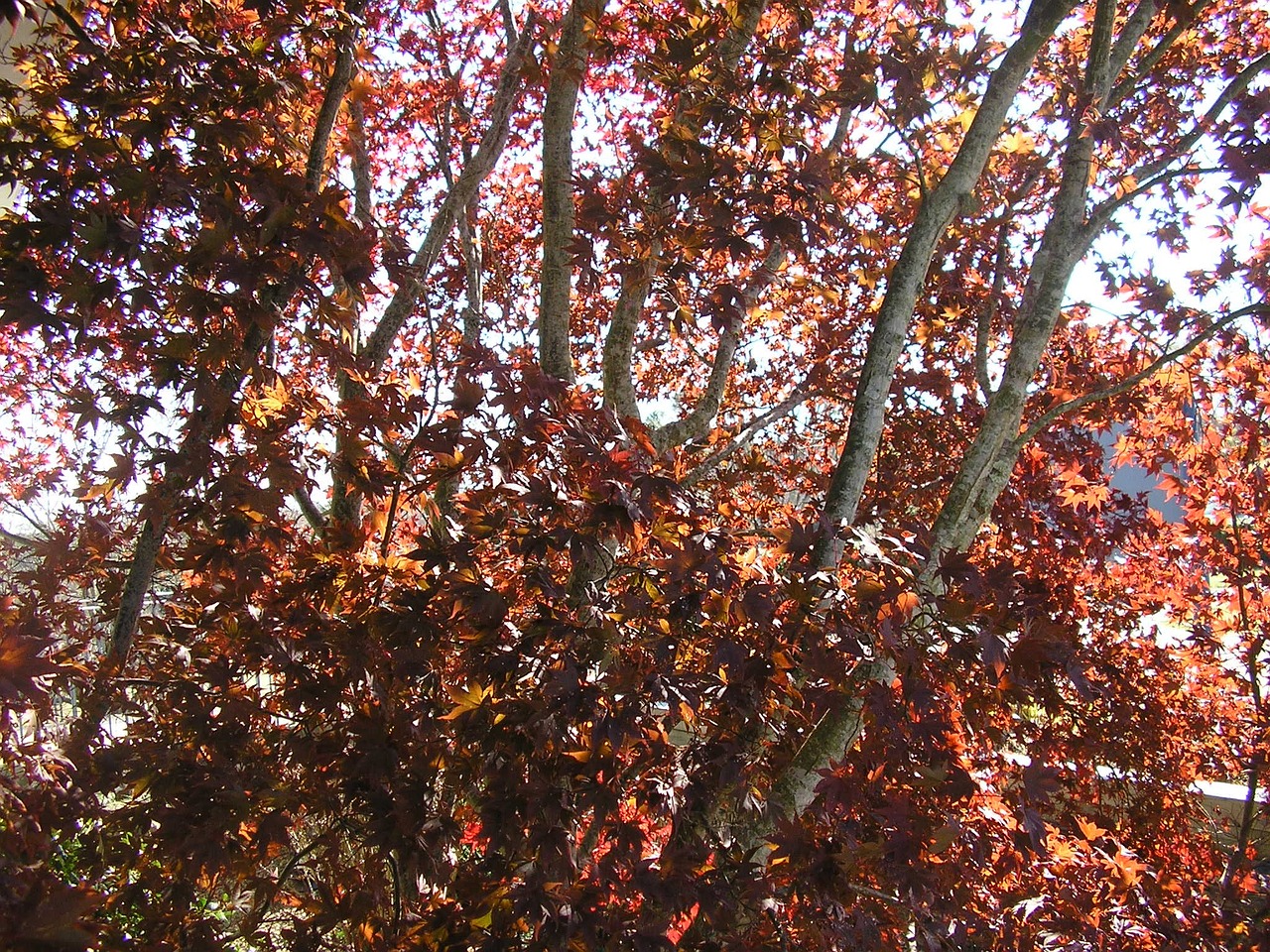 fall trees leaves free photo