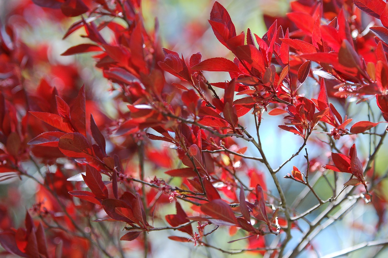 fall  autumn  tree free photo