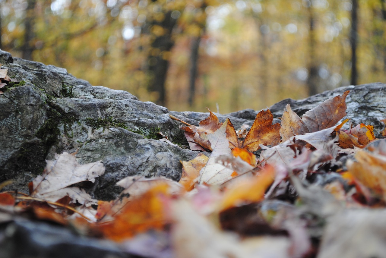 fall  rock  trail free photo