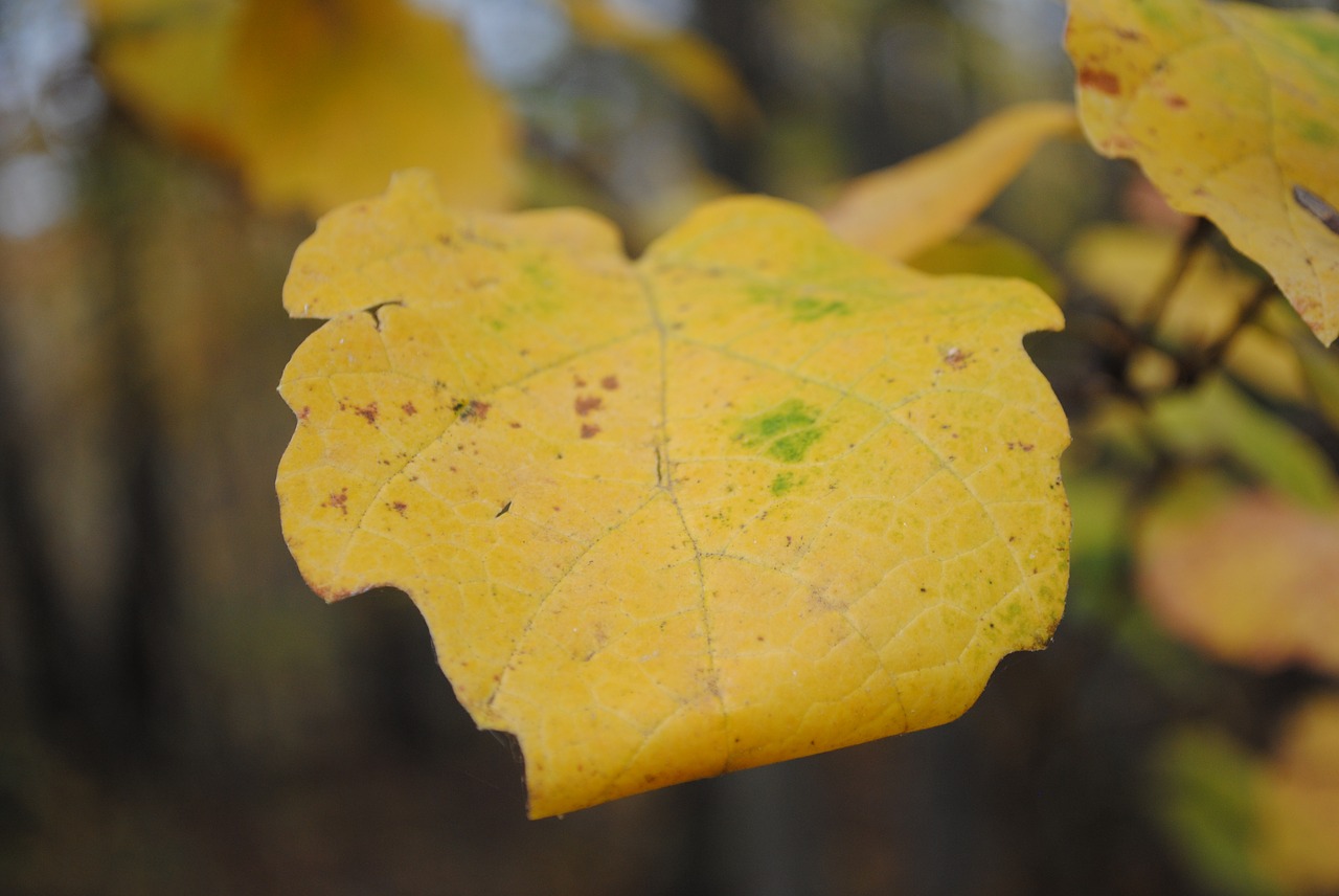 fall  leaves  yellow free photo