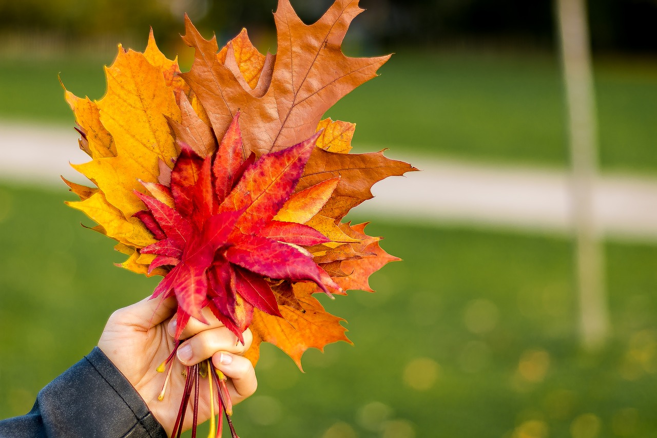 fall  autumn  leaves free photo