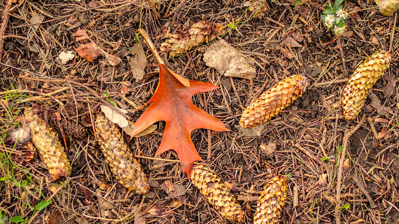 fall  leaf  autumn free photo