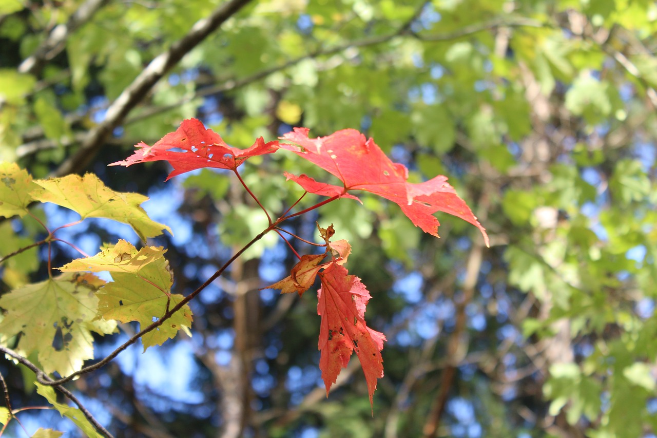 fall  colors  red free photo