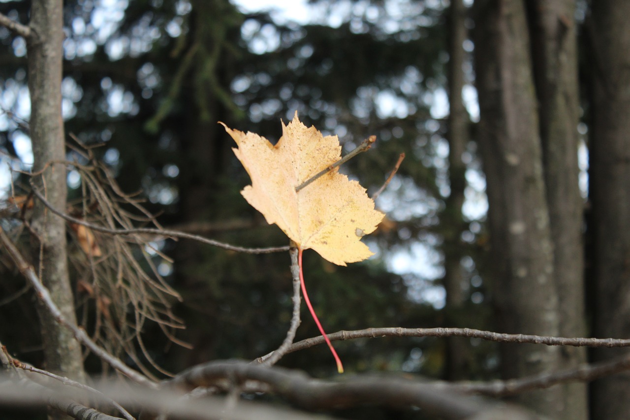 fall  colors  red free photo