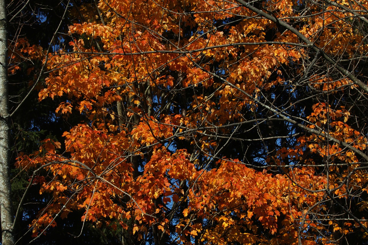 fall  colors  red free photo